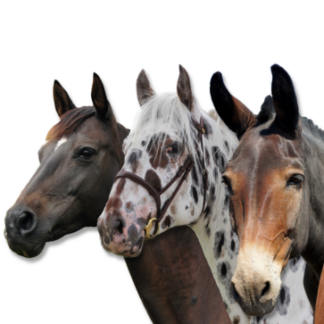 Aasien ja muulien geenitestit