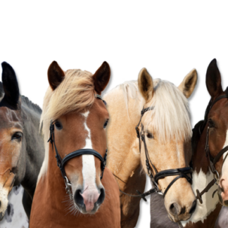 Periytyvät sairaudet